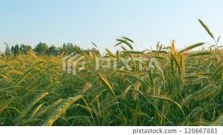 Ecological Agriculture. Green Wheat Sprouts On Field Against Sky. Wheat Growing In Soil. Concept Of Agriculture. Wheat Cultivation. Gimbal Stabilize. Ecological Agriculture. Green Wheat Sprouts On Field Against Sky. Wheat Growing In Soil. Concept Of Agriculture. Wheat Cultivation. Gimbal Stabilize. 120667881