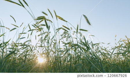 Young Wheat Sprouts. Ears Of Wheat Are Slowly Swaying In Wind. Agricultural Field With Green Wheat In Spring Season. Lush Wheat Grows In Agricultural Field. Wide shot. 120667926