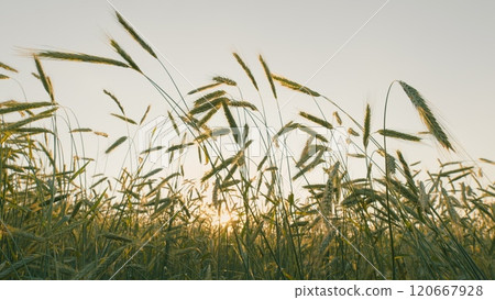 Green Wheat Field Some Spikelets Moving Slowly In Wind. Green Young Wheat Sprouts On Agricultural Field. Seedlings Of Young Shoots On Field In Spring. Steadicam Shot. 120667928