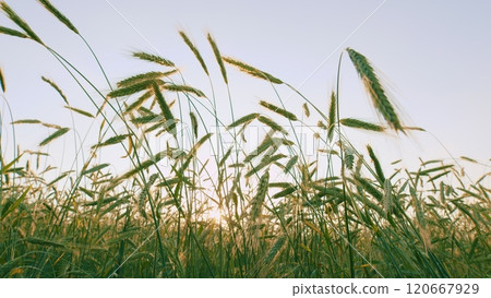 Landscape Summer Green Field Sun Sky Nature. Green Grass On Field. Cultivation Of Grain Crops. Wheat Field With Green Shoots In Spring. Growing Sprouts. Steadicam Shot. Landscape Summer Green Field Sun Sky Nature. Green Grass On Field. Cultivation Of Grain Crops. Wheat Field With Green Shoots In Spring. Growing Sprouts. Steadicam Shot. 120667929