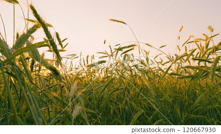 Green Field Of Early Wheat At Sunset Sunset Sunlight Movement. Ears Of Green Wheat. Large Field Of Green Young Wheat Against A Sky. Concept Of Life. Steadicam Shot. Green Field Of Early Wheat At Sunset Sunset Sunlight Movement. Ears Of Green Wheat. Large Field Of Green Young Wheat Against A Sky. Concept Of Life. Steadicam Shot. 120667930