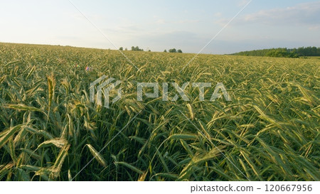 Wheat Plants Ear Or Pods. Natural Background. Field Of Young Green Wheat. Green Field Of Young Wheat. Large Harvest Of Wheat In Summer On Field Landscape. Gimbal shot. 120667956