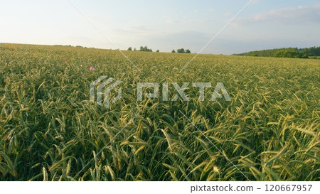 Young Wheat Sprouts. Ears Of Wheat Are Slowly Swaying In Wind. Agricultural Field With Green Wheat In Spring Season. Lush Wheat Grows In Agricultural Field. Gimbal shot. 120667957