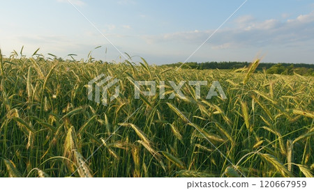 Green Wheat Field Some Spikelets Moving Slowly In Wind. Green Young Wheat Sprouts On Agricultural Field. Seedlings Of Young Shoots On Field In Spring. Gimbal shot. Green Wheat Field Some Spikelets Moving Slowly In Wind. Green Young Wheat Sprouts On Agricultural Field. Seedlings Of Young Shoots On Field In Spring. Gimbal shot. 120667959