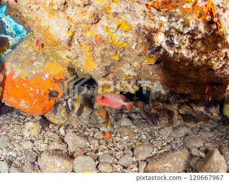 一群美麗的黑斑朱鹮（科：Acanthidae）、南方長耳朱鹮（科：Falconidae）等在水下洞穴中。希里佐海灘 120667967