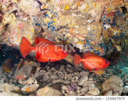 A beautiful group of Asian giant finned stingrays (Philadelphiidae), southern spotted stingrays (Philadelphiidae) and others in an underwater cave. Hirizo Beach 120667975
