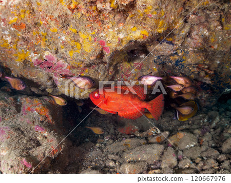 A beautiful group of Asian giant finned stingrays (Philadelphiidae), southern spotted stingrays (Philadelphiidae) and others in an underwater cave. Hirizo Beach 120667976