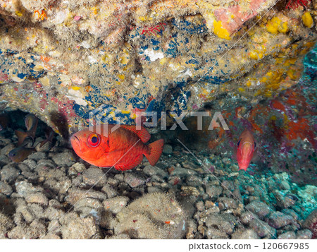 A beautiful group of Asian giant finned stingrays (Philadelphiidae), southern spotted stingrays (Philadelphiidae) and others in an underwater cave. Hirizo Beach 120667985