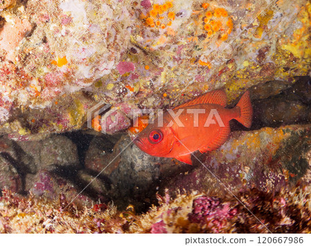 A beautiful group of Asian giant finned stingrays (Philadelphiidae), southern spotted stingrays (Philadelphiidae) and others in an underwater cave. Hirizo Beach 120667986