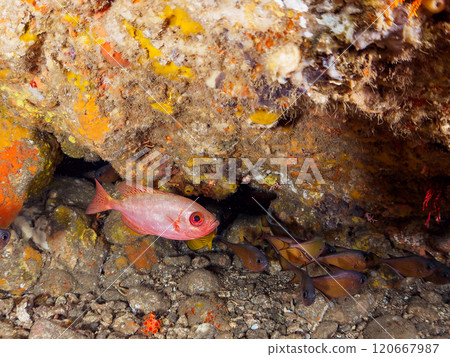 A beautiful group of Asian giant finned stingrays (Philadelphiidae), southern spotted stingrays (Philadelphiidae) and others in an underwater cave. Hirizo Beach A beautiful group of Asian giant finned stingrays (Philadelphiidae), southern spotted stingrays (Philadelphiidae) and others in an underwater cave. Hirizo Beach 120667987