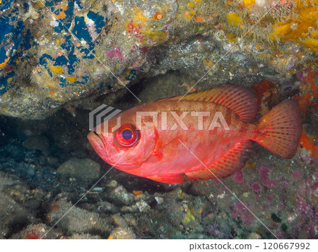 一群美麗的黑斑朱鹮（科：Acanthidae）、南方長耳朱鹮（科：Falconidae）等在水下洞穴中。希里佐海灘 120667992