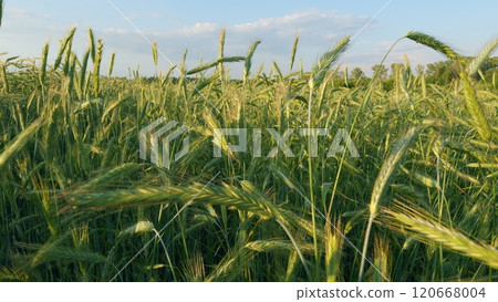 Ecological Agriculture. Green Wheat Sprouts On Field Against Sky. Wheat Growing In Soil. Concept Of Agriculture. Wheat Cultivation. Gimbal Stabilize. 120668004