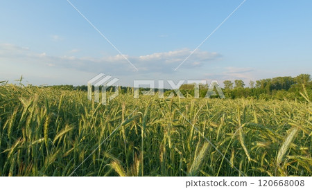 Ears Of Green Wheat On Field Sunset Lifestyle. Green Young Wheat Sprouts Sway In Wind On Field. Ripening Ears Of Meadow Wheat Field. Modern Agriculture. Wide shot. 120668008