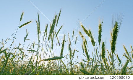 Landscape Summer Green Field Sun Sky Nature. Green Grass On Field. Cultivation Of Grain Crops. Wheat Field With Green Shoots In Spring. Growing Sprouts. Gimbal Stabilize. 120668080