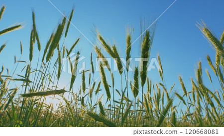 Green Field Of Early Wheat At Sunset Sunset Sunlight Movement. Ears Of Green Wheat. Large Field Of Green Young Wheat Against A Sky. Concept Of Life. Gimbal Stabilize. 120668081