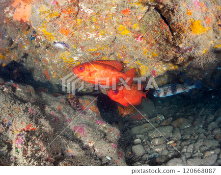 加茂區南伊豆町中木埼三海灘的水下洞穴中,美麗的黑斑鹮、石垣河豚、南鷸等群 加茂區南伊豆町中木埼三海灘的水下洞穴中,美麗的黑斑鹮、石垣河豚、南鷸等群 120668087