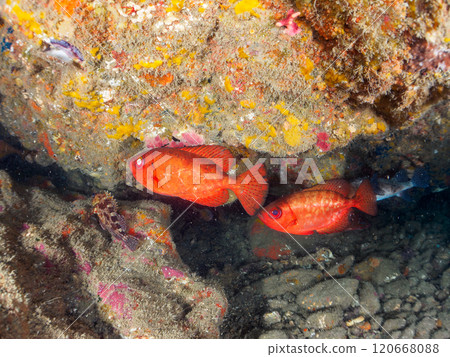 A beautiful underwater cave with schools of Japanese giant fin ibises, pufferfish, and other fish. Nakagi Hirizo Beach, Minamiizu Town, Kamo District 120668088