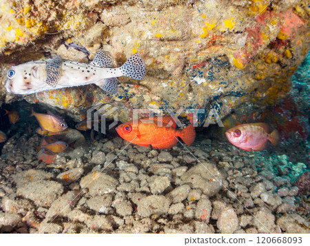 加茂區南伊豆町中木埼三海灘的水下洞穴中，美麗的黑斑鹮、石垣河豚、南鷸等群 120668093