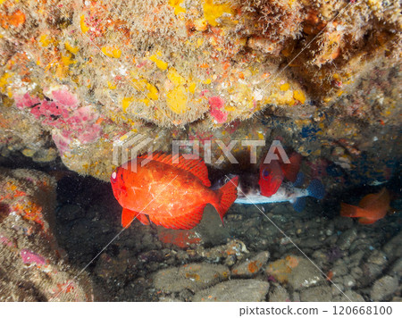 A beautiful underwater cave with schools of Japanese giant fin ibises, pufferfish, and other fish. Nakagi Hirizo Beach, Minamiizu Town, Kamo District 120668100