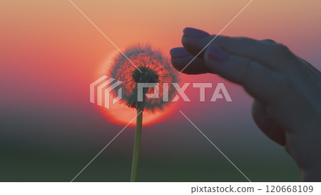 Woman Finger Hand Playing With Dandelion In Sunset Light. Female Hand Touches A White Seeds Flower. Close Up. Woman Finger Hand Playing With Dandelion In Sunset Light. Female Hand Touches A White Seeds Flower. Close Up. 120668109