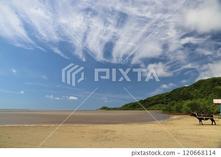 Yubu Island cow 120668114