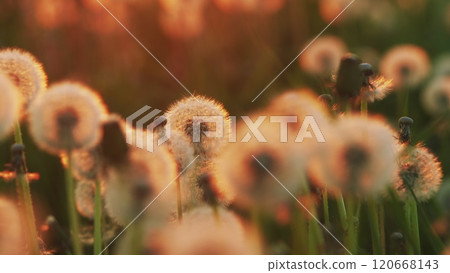 Dandelion Seeds Background. Wind Gently Blows. Fluffy Dandelion Bulb Across Sunlit Countryside. Spring Themes. Slow motion. Dandelion Seeds Background. Wind Gently Blows. Fluffy Dandelion Bulb Across Sunlit Countryside. Spring Themes. Slow motion. 120668143