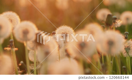 Detailed Dandelion Flower Seed In Natural Environment. Capturing Delicate Detail Of Fluffy Seeds Against A Lush Green Background. Slow motion. Detailed Dandelion Flower Seed In Natural Environment. Capturing Delicate Detail Of Fluffy Seeds Against A Lush Green Background. Slow motion. 120668144