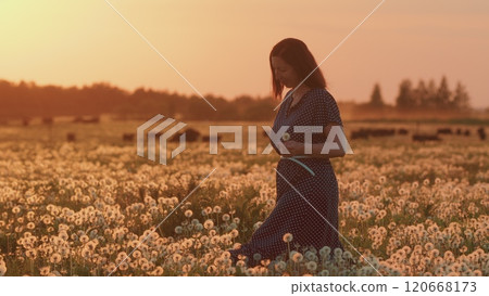 Happy Young Caucasian Woman Walks On A Blooming White Field Of Dandelion. Free Woman Brunette Walks Through A Dandelion Field. Gimbal Stabilize. 120668173