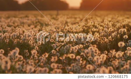 Dandelion Fluff. Peaceful Bright Blue Green Blurred Lush Foliage. Dandelion Seeds Sway In Wind Across A Summer Field Artistic Nature Background. Gimbal shot. Dandelion Fluff. Peaceful Bright Blue Green Blurred Lush Foliage. Dandelion Seeds Sway In Wind Across A Summer Field Artistic Nature Background. Gimbal shot. 120668175