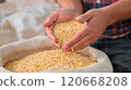 Close up of a farmer's hands displaying soybean seeds, highlighting the agricultural harvest process 120668208