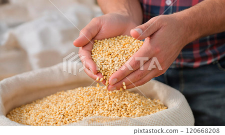 Close up of a farmer's hands displaying soybean seeds, highlighting the agricultural harvest process 120668208