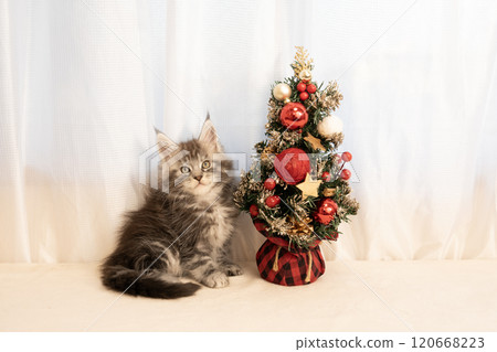 Christmas objects and Maine Coon kitten 120668223