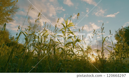 Tall Grass On Edge Of Forest On A Summer Evening. Evening Sun Seeps Through Tall Grass. Beautiful Summer Landscape With Blue Sky. Moves slowly. 120668297