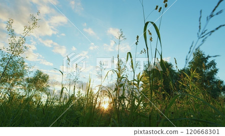 Tall Grass Against A Golden Sunset Sky. Sun Is Shining Through Grass In A Field Of Tall Grass. Gimbal shot. Tall Grass Against A Golden Sunset Sky. Sun Is Shining Through Grass In A Field Of Tall Grass. Gimbal shot. 120668301