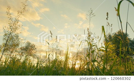 Summer Nature. Tall Grass In Field At Sunset. Warm Glow Of Setting Sun Filters Through Tall Grass In A Peaceful Meadow. Gimbal shot. 120668302