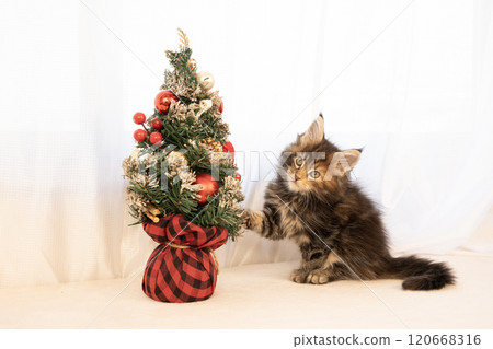 聖誕物品和緬因浣熊小貓 120668316