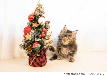 Christmas tree and smiling Maine Coon kitten 120668317