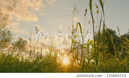 Wild Tall Grass Meadow In Warm Sunset Backlit. Sun Shines Brightly Through Tall Grass In Field. Summer Evening In Countryside. Gimbal shot. 120668318