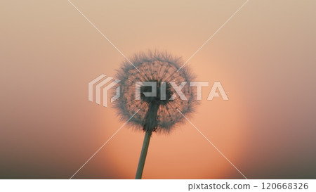 Dandelion On Meadow Background. Natural Green Blurred Summer Background. Dandelion Seed Head In A Wind. Dreaming Concept. Slow motion. 120668326