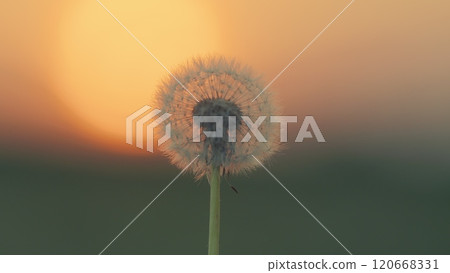 Spring Or Summer Natural Pastel Colored Lush Foliage. Goodbye Summer. Conceptual Picturesque Meaning Change. Slow motion. Spring Or Summer Natural Pastel Colored Lush Foliage. Goodbye Summer. Conceptual Picturesque Meaning Change. Slow motion. 120668331