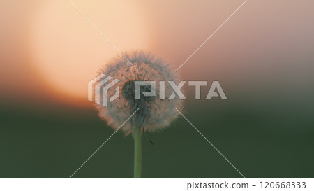 Dandelion Seeds Background. Wind Gently Blows. Fluffy Dandelion Bulb Across Sunlit Countryside. Spring Themes. Slow motion. Dandelion Seeds Background. Wind Gently Blows. Fluffy Dandelion Bulb Across Sunlit Countryside. Spring Themes. Slow motion. 120668333