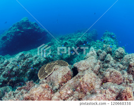 A beautiful school of blue-green damselfish (family Pomacentridae) and other fish gather on table coral. Nakagi Hirizo Beach, Minamiizu-cho, Kamo-gun, Izu 120668338