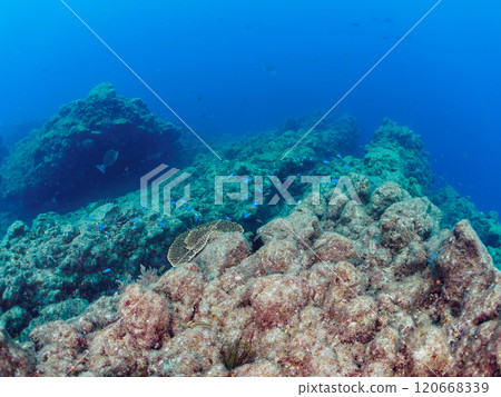 一群美麗的雀鯛（Damelidae）和其他動物聚集在桌珊瑚周圍。伊豆加茂郡南伊豆町中木広濱 120668339