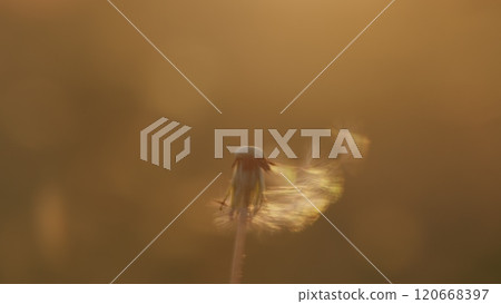 Dandelion With Seeds Swinging In Wind. Dandelion At Sky Background. Dandelion Seeds Swinging In Wind Across A Summer Field Background. Slow motion. 120668397