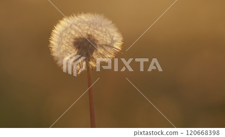 Beauty In Nature Dandelion Seeds. White Dandelion Seed Head. Seeds On A Dandelion Seed Head Illuminated By Sunlight. Seed Head In Bloom. Slow motion. 120668398