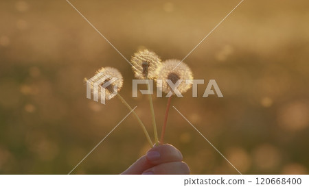 Freedom To Wish. Dandelion Seeds Against Natural Background. Evening Breeze Sway Soft White Seeds On A Dandelion Blossom At Sunset. Slow motion. 120668400