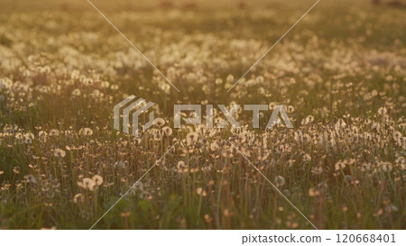 Field Of Dandelions Against Blue Sky. Dandelion Seed Head In A Field Of Tall Grass. Dandelion Seed Heads In A Grassy Field On A Sunny Day. Slow motion. 120668401