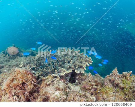 A beautiful school of blue-green damselfish (family Pomacentridae), silver-stripe round herring (family Clupeidae) and other fish gather on table coral. Nakagi Hirizo Beach 120668409