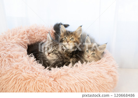 Three kittens in a pink bed 120668486