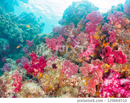 Hirizo Beach is a beautiful reef with a beautiful school of blue-green damselfish and other fish, as well as a colony of soft corals such as sea lions, sea cucumbers, and other species. 120668510
